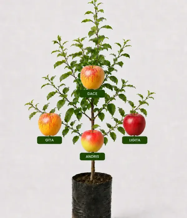 Rodinná multi-jabloň (Malus domestica) GITA + DACE + ANDRIS + LIGITA 26/26