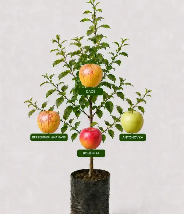 Rodinná multi-jabloň (Malus domestica) BERŽEŅINKU ANANĀSS + DACE + ANTONOVKA + BOHĒMIA 26/29