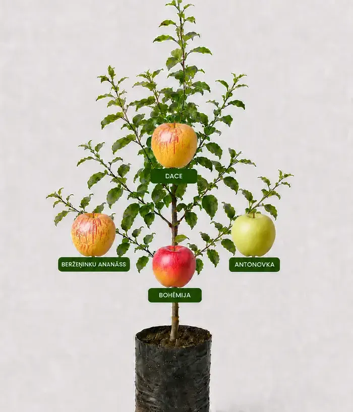 Familien-Apfelbaum (Malus domestica) BERŽEŅINKU ANANĀSS + DACE + ANTONOVKA + BOHĒMIA 26/29 - Tutifruti, s.r.o.