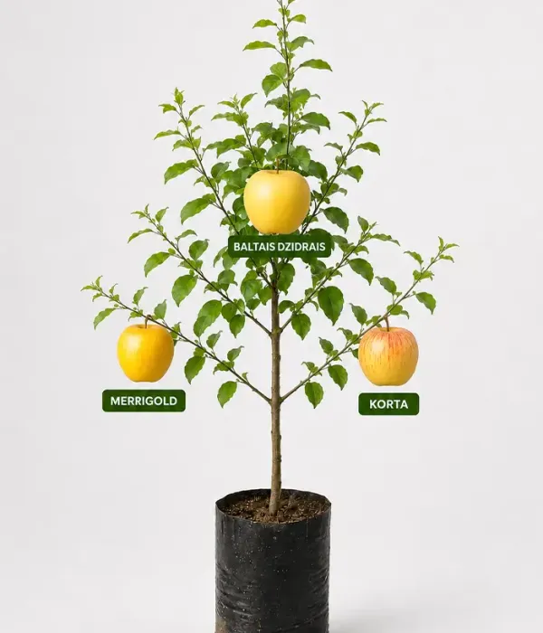 Familien-Apfelbaum (Malus domestica) MERRIGOLD + BALTAIS DZIDRAIS + KORTA 26/5