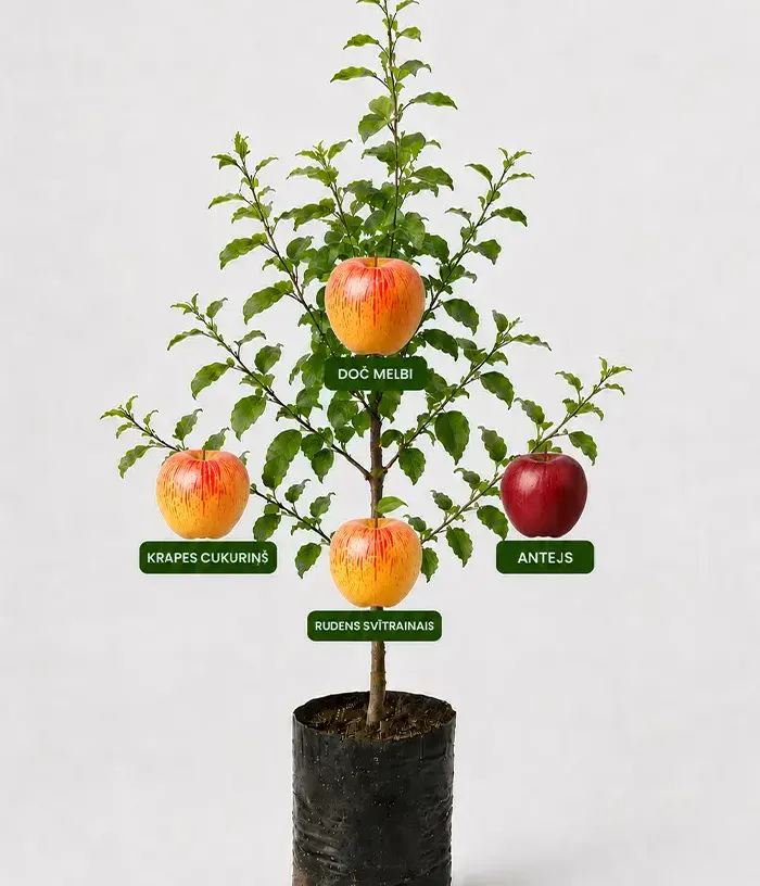 Family Apple Tree (Malus domestica) KRAPES CUKURIŅŠ + DOČ MELBI + RUDENS SVĪTRAINAIS + ANTEJS 26/6 - Tutifruti, s.r.o.