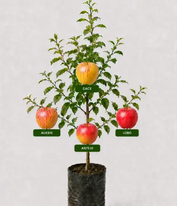 Rodinná multi-jabloň (Malus domestica) AUKSIS + DACE + LOBO + ANTEJS 26/7