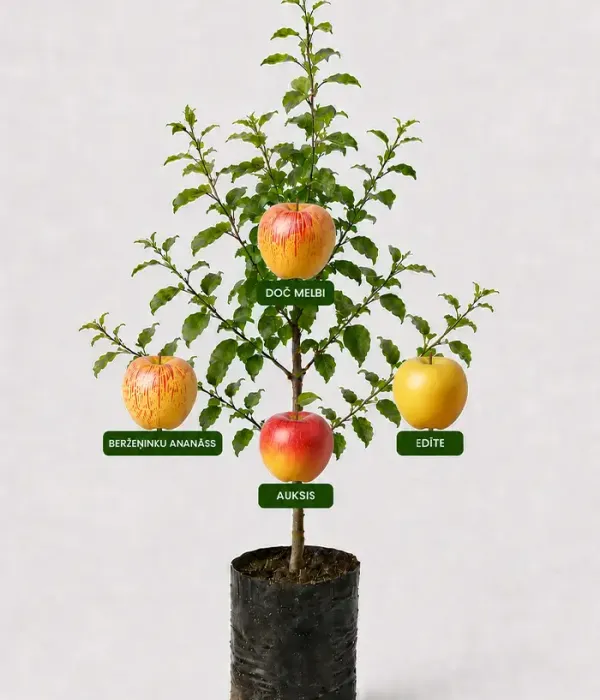 Rodinná multi-jabloň (Malus domestica) DOČ MELBI +BERŽEŅINKU ANANĀSS + AUKSIS + EDĪTE 26/9