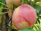 Jabloň (Malus domestica) ANDA - Tutifruti, s.r.o. (SK)