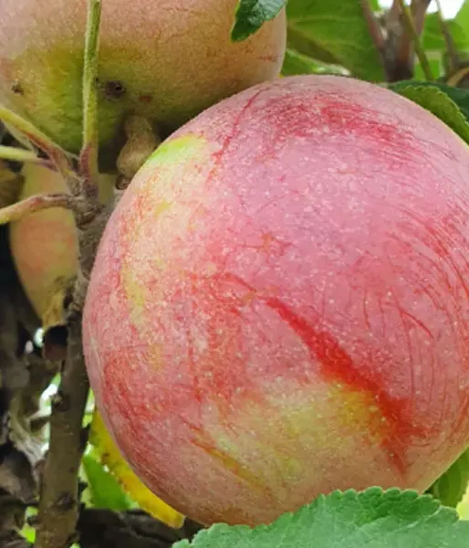 Apfelbaum (Malus domestica) ANDA