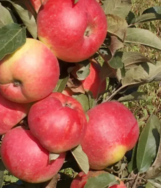 Apfelbaum (Malus domestica) BAIBA