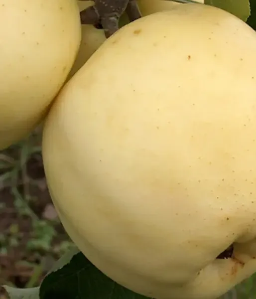 Apfelbaum (Malus domestica) BALTAIS DZIDRAIS