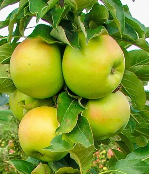 Säulenapfel (Malus x domestica) BOLERO 