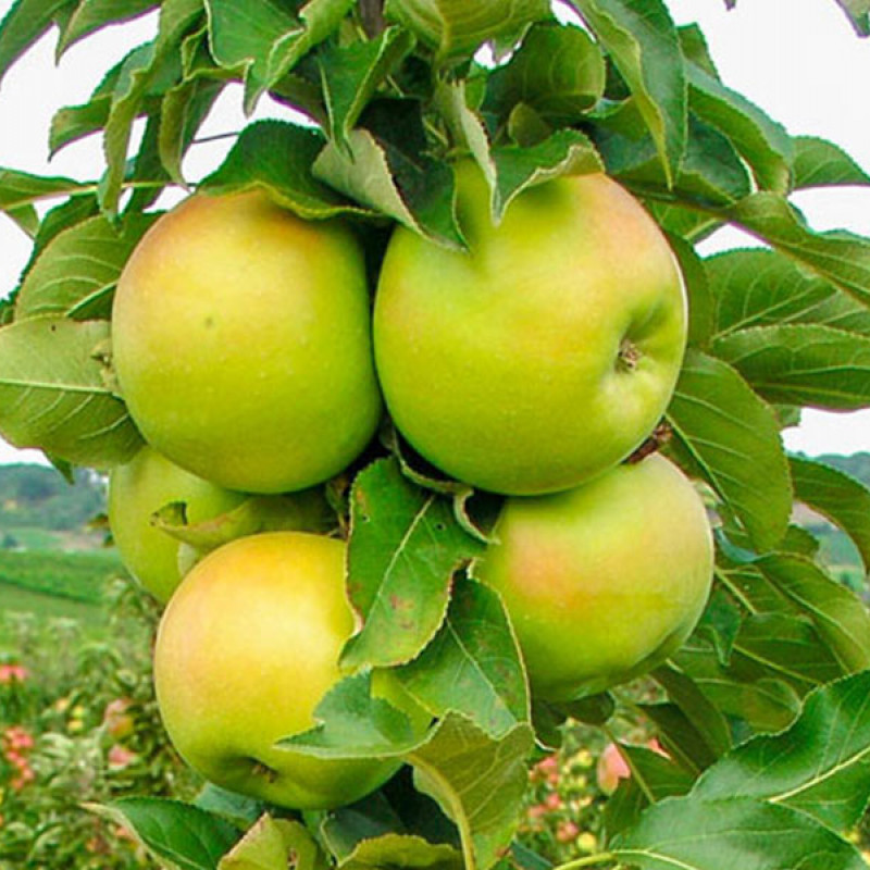 Säulenapfel (Malus domestica) BOLERO 