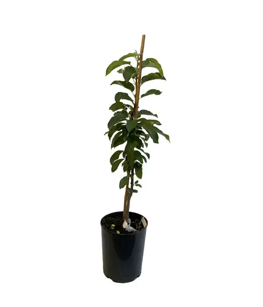 Säulenapfel (Malus x domestica) BOLERO 