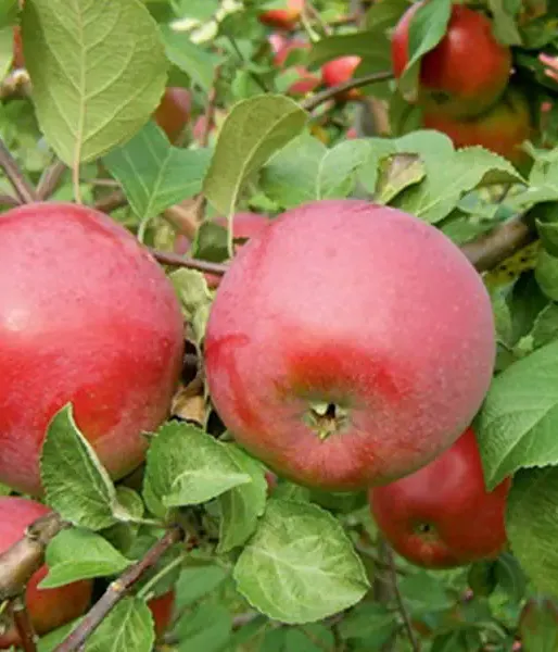 Jabloň (Malus domestica) DACE