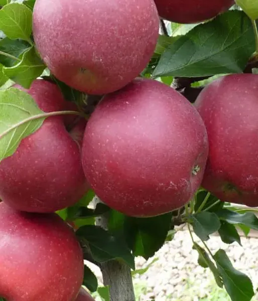 Jabloň (Malus domestica) GALA DARK ANN