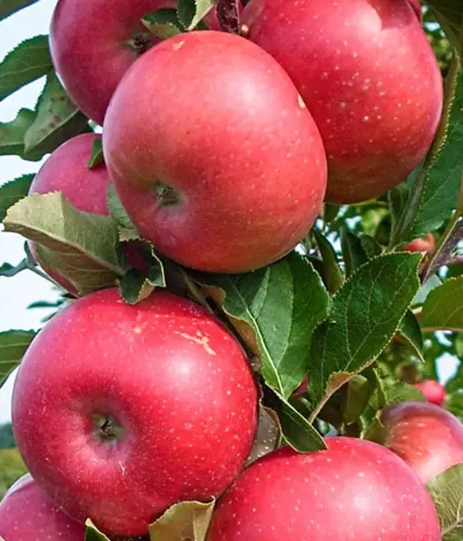 Säulenapfel (Malus x domestica) FLAMENCO 