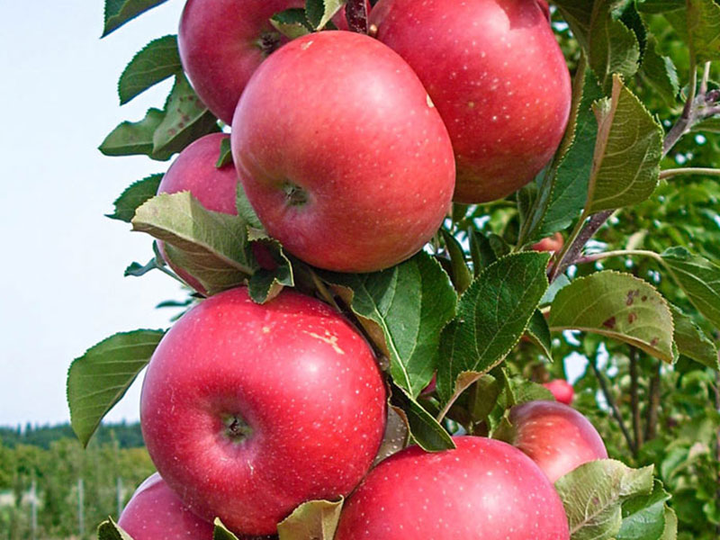 Säulenapfel (Malus domestica) FLAMENCO 