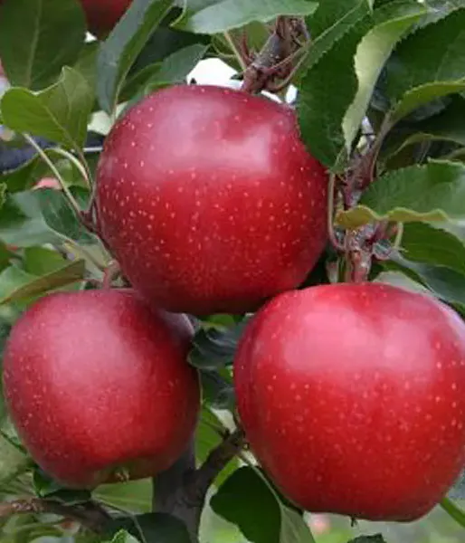 Jabloň (Malus domestica) GALA SCHNIGA SCHNICO