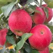 Apfel