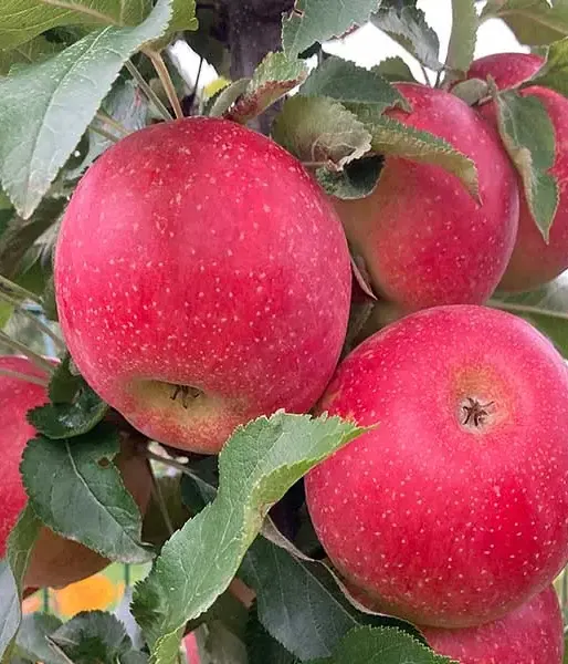 BIO apple tree (Malus domestica) EVELINA