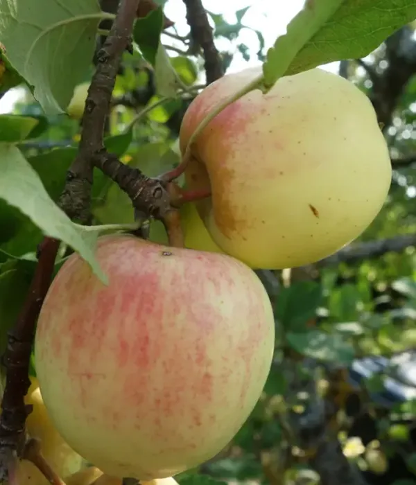 Apfelbaum (Malus domestica) LIIVI KULDRENETT