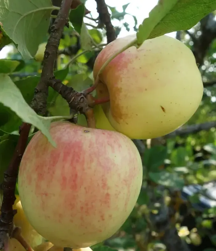 Apple tree (Malus domestica) LIIVI KULDRENETT - Tutifruti, s.r.o.