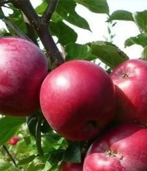 Columnar apple tree MAYPOLE - Tutifruti SK