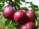 Säulenapfel (Malus domestica) MAYPOLE 