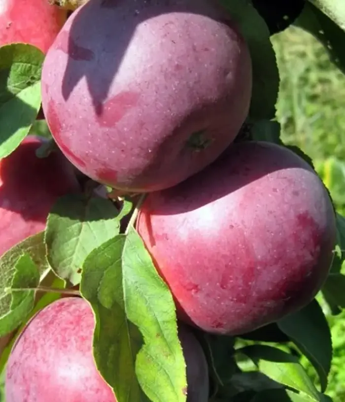 Columnar apple tree (Malus domestica) MOSKOVSKOE OZHERELIE - Tutifruti, s.r.o.
