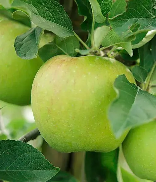Jabloň (Malus domestica) MUTSU
