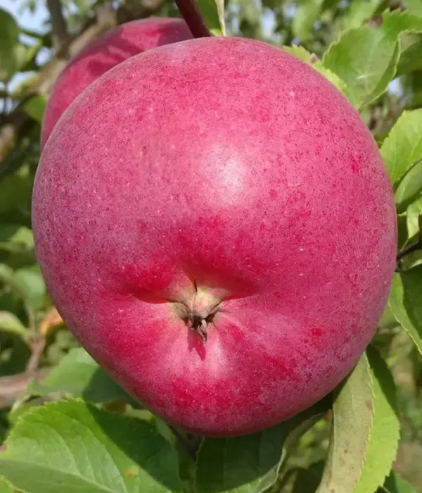 Apfelbaum (Malus domestica) NIČNERA ZEMEŅU