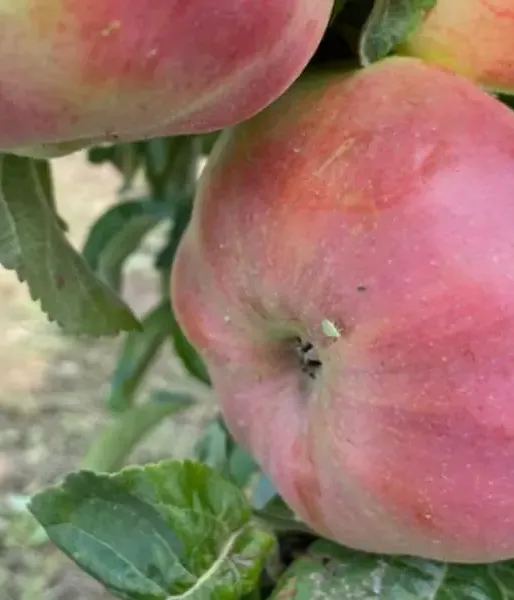 Jabloň (Malus domestica) OSTANKINO