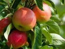 Apfel (Malus domestica) GARDEN FOUNTAIN - Tutifruti SK