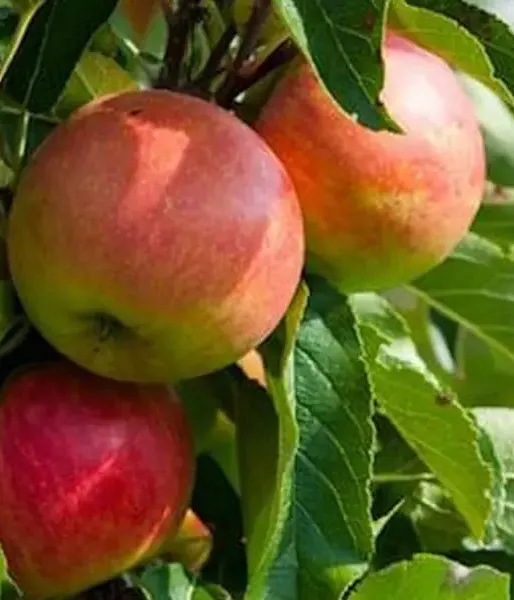 Apfel (Malus domestica) GARDEN FOUNTAIN