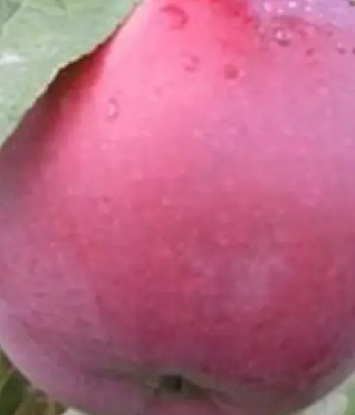 Jabloň (Malus domestica) ROBERTS