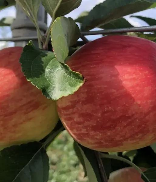 Apple (Malus domestica) SANDER