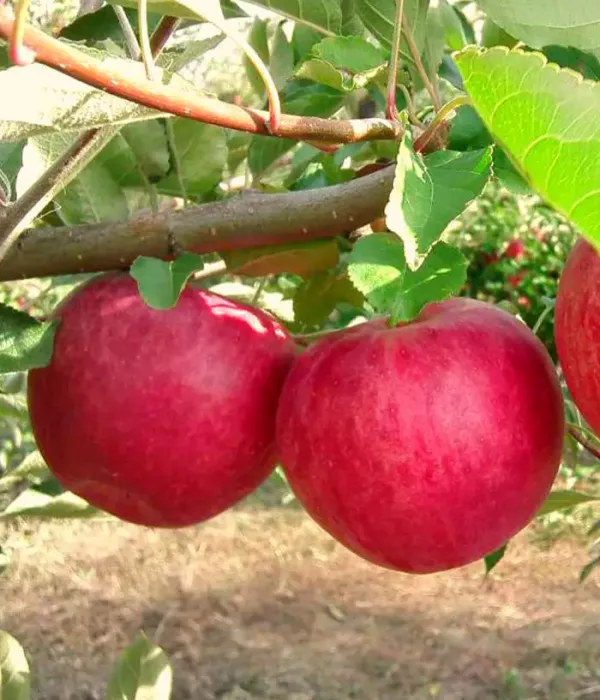 Apfelbaum (Malus domestica) SLAVA POBEDITELYAM