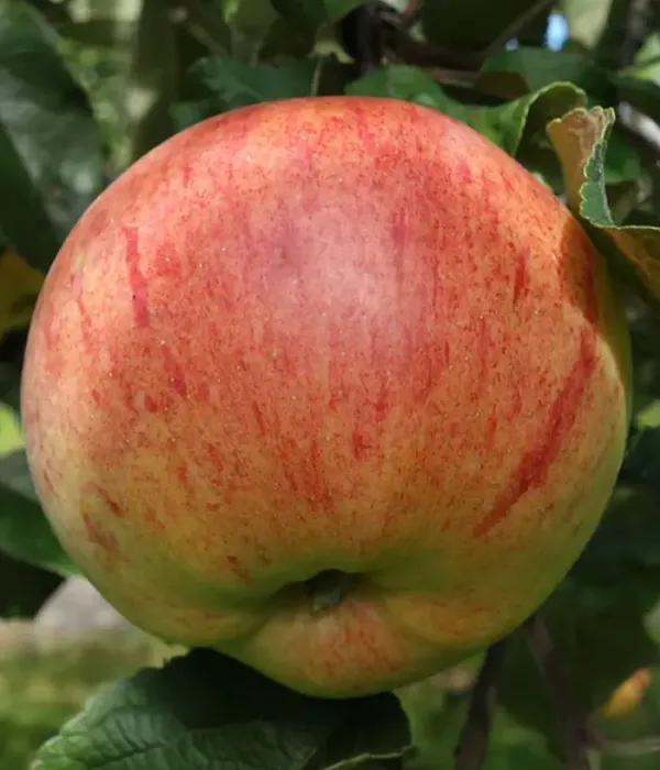Apfelbaum (Malus domestica) SÜGISDESSERTÕUN
