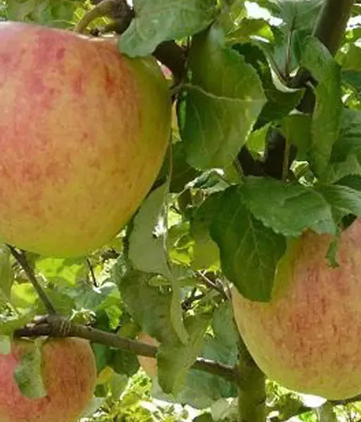 Apple tree (Malus domestica) TIINA