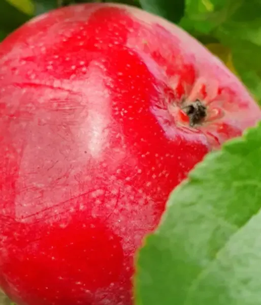 Jabloň (Malus domestica) ULDIS