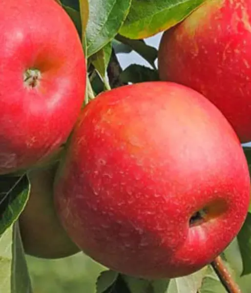 Jabloň (Malus domestica) VASARA
