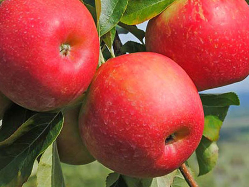 Apfel (Malus domestica) ALLEGRO