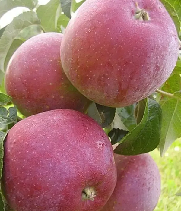 Jabloň (Malus domestica) ALESYA