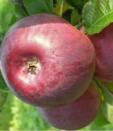 Apfelbaum (Malus domestica) ANITE