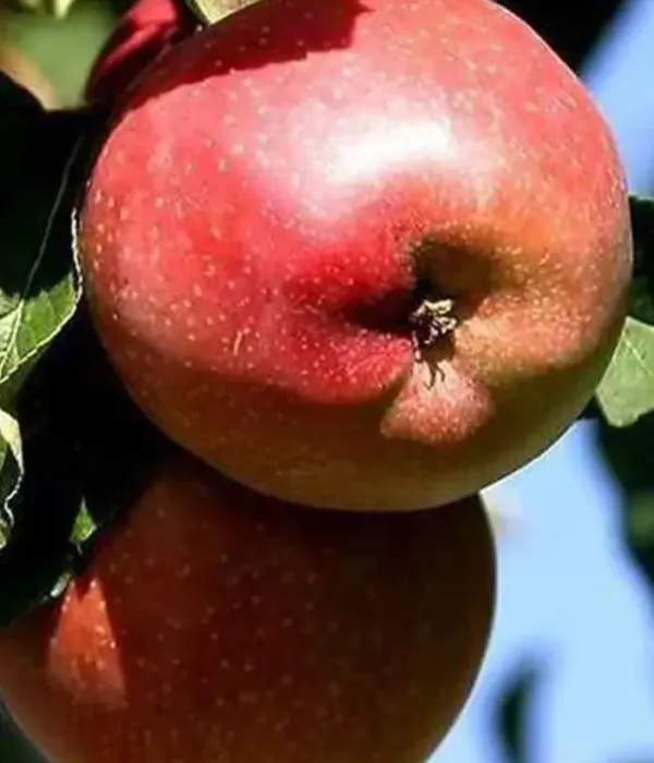 Säulenapfel (Malus domestica) ANTEI KIEVSKY
