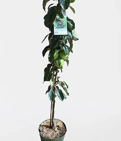 BIO Columnar apple tree AROMA SPUR BLACK MC INTOSH - Tutifruti SK