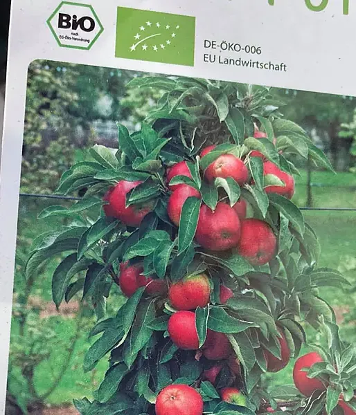 BIO Jabloň stĺpová BLACK MC INTOSH