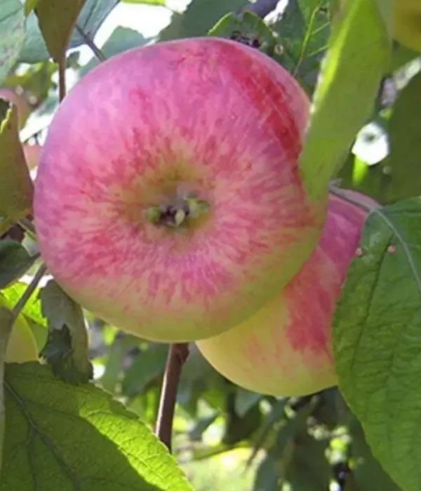 Apfelbaum (Malus domestica) AVENARIUS