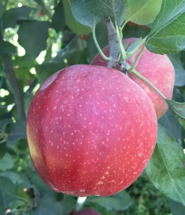 Jabloň (Malus domestica) BUCKEYE GALA