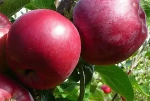 Säulenapfelbäume: Neun Sorten für Garten und Balkon