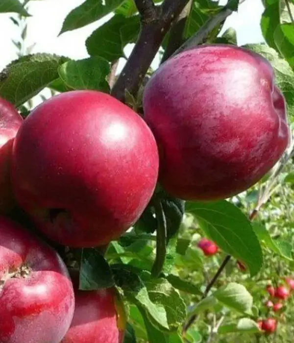 Säulenapfel (Malus domestica) CHERVONETS