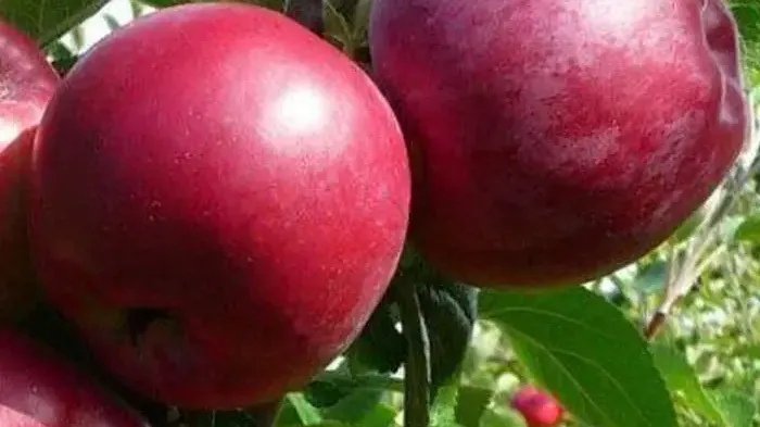 Stĺpovité jablone: deväť odrôd pre záhradu aj balkón