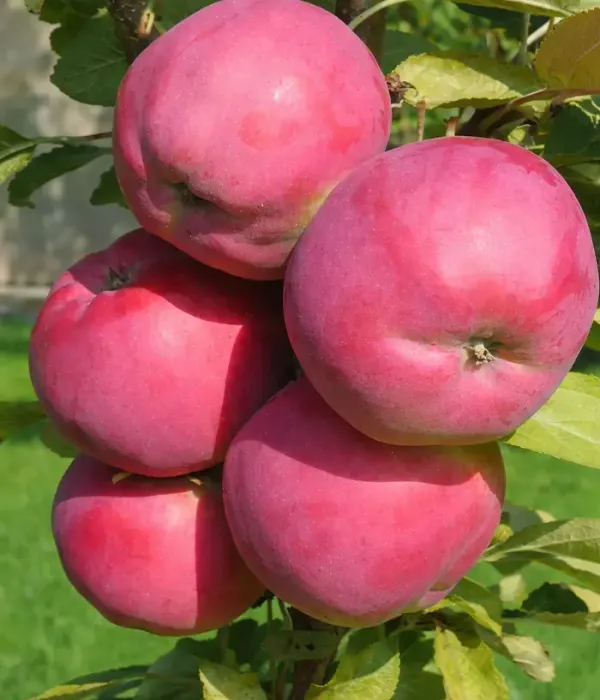 Säulenapfel (Malus domestica) DEJAVU